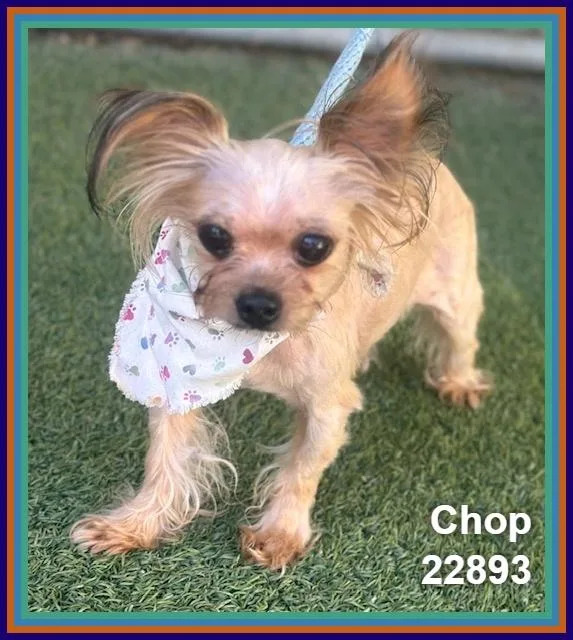 Chop thumbnail 6