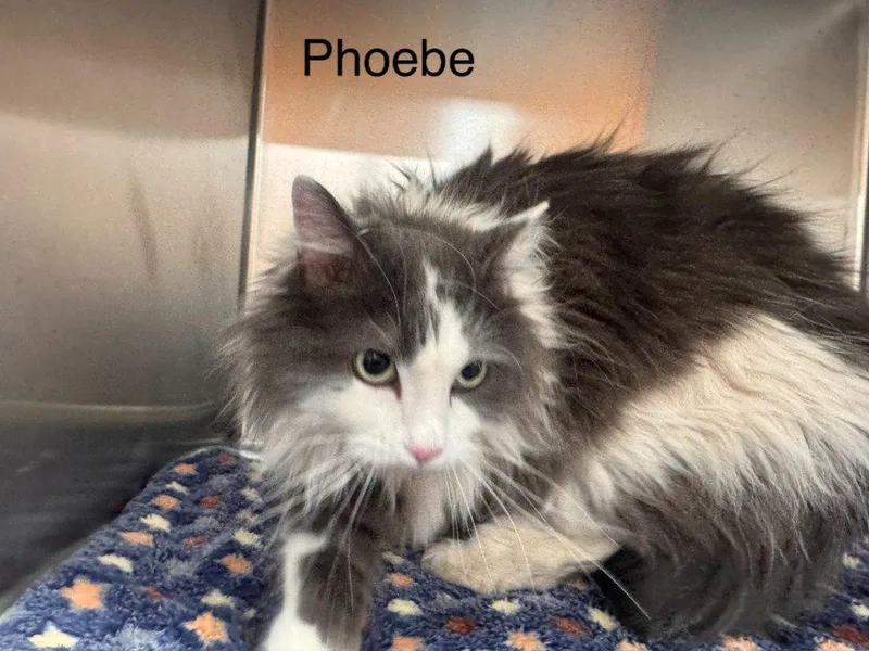 Phoebe