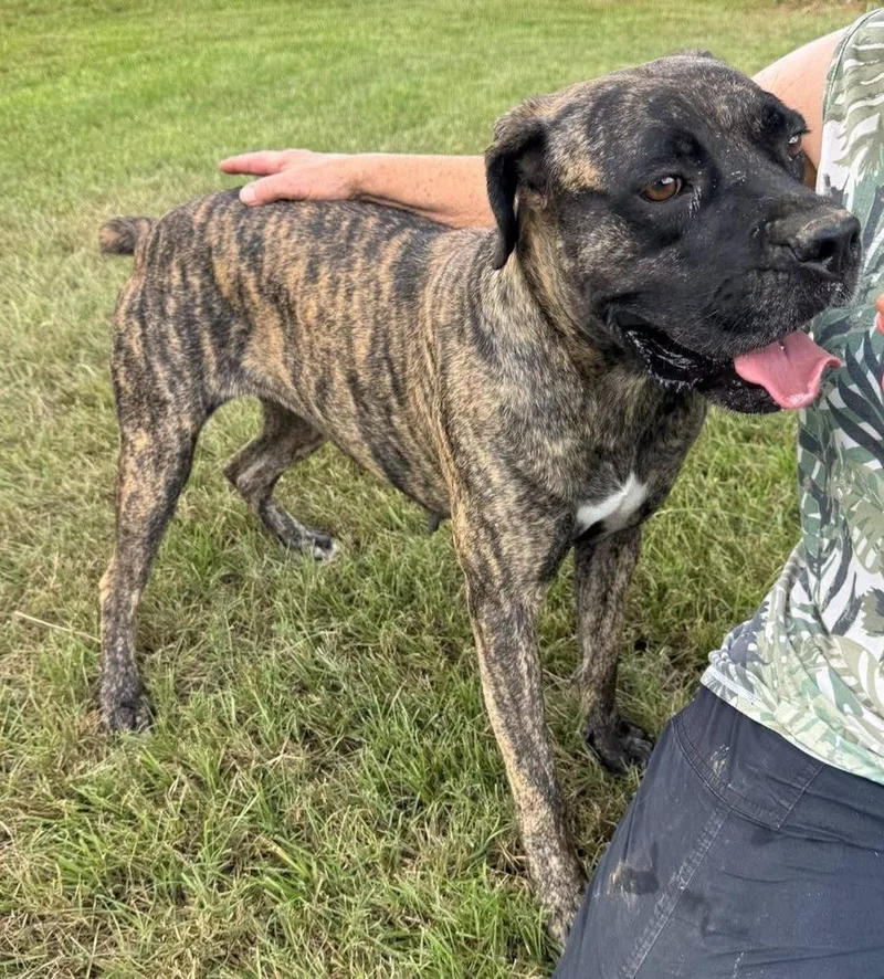 An adult large-sized female Mastiff dog named Maxie for adoption in Troy, AL