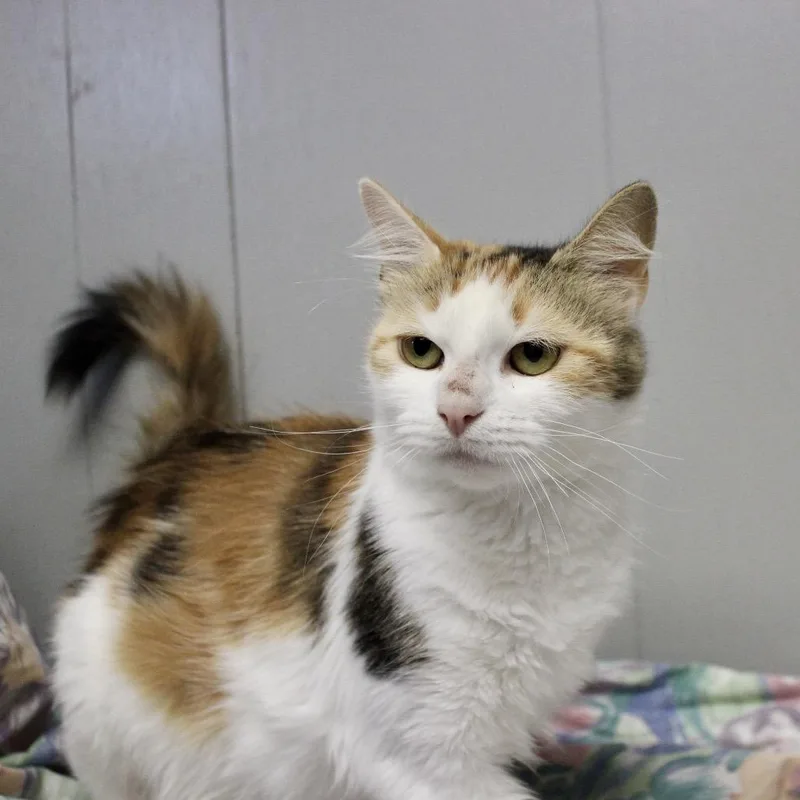 An adult small-sized female Buff / Tan / Fawn Domestic Short Hair cat named Dany for adoption in Midland, TX