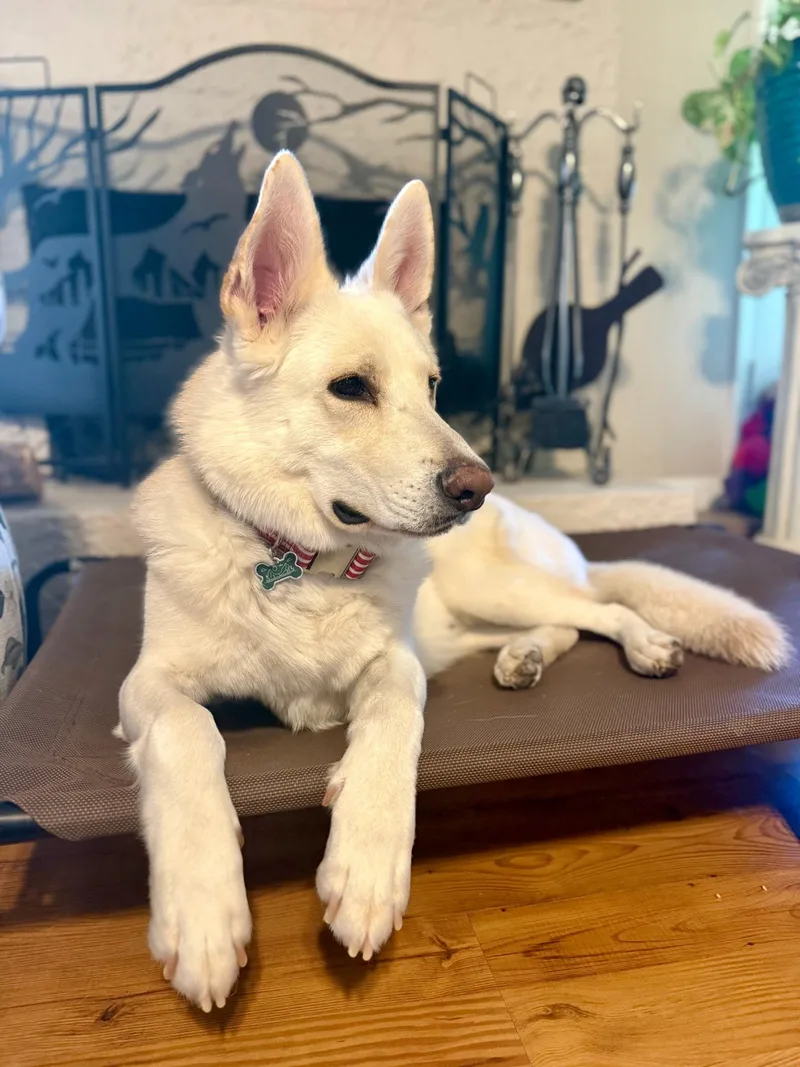 A young large-sized male White / Cream German Shepherd Dog dog named Buckeye for adoption in Gilbert, AZ