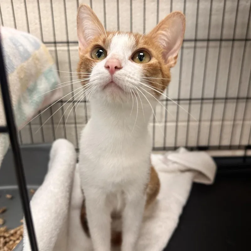 An adult medium-sized female Calico Domestic Short Hair cat named Fredia for adoption in Rocky Mount, VA
