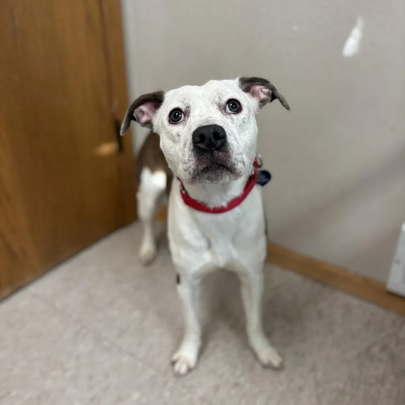 A young medium-sized female Brindle Pit Bull Terrier dog named Sonnet for adoption in Fargo, ND