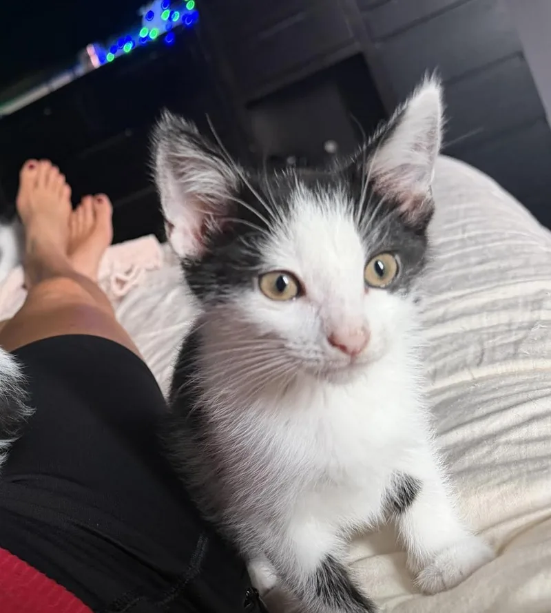 A baby medium-sized female Black & White / Tuxedo Domestic Short Hair cat named Onyx for adoption in Cincinnati, OH