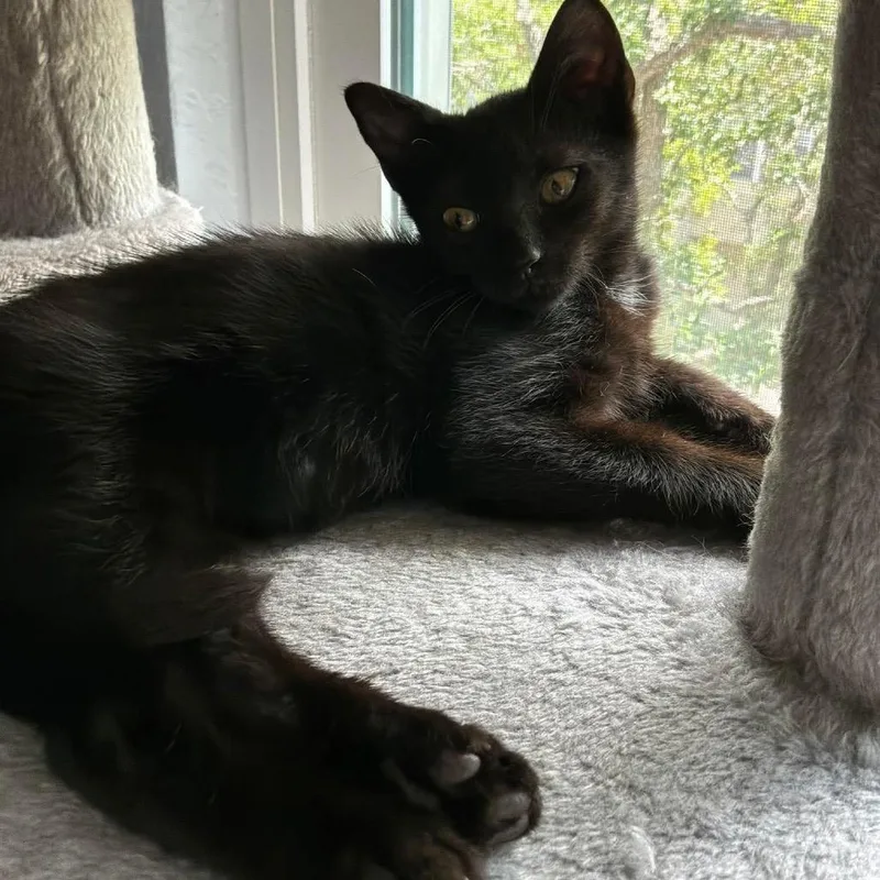 A baby small-sized male Black Domestic Short Hair cat named Lamborghini for adoption in Tampa, FL