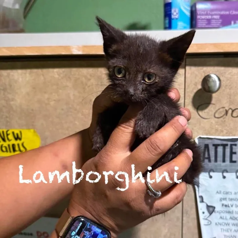 Lamborghini thumbnail 2