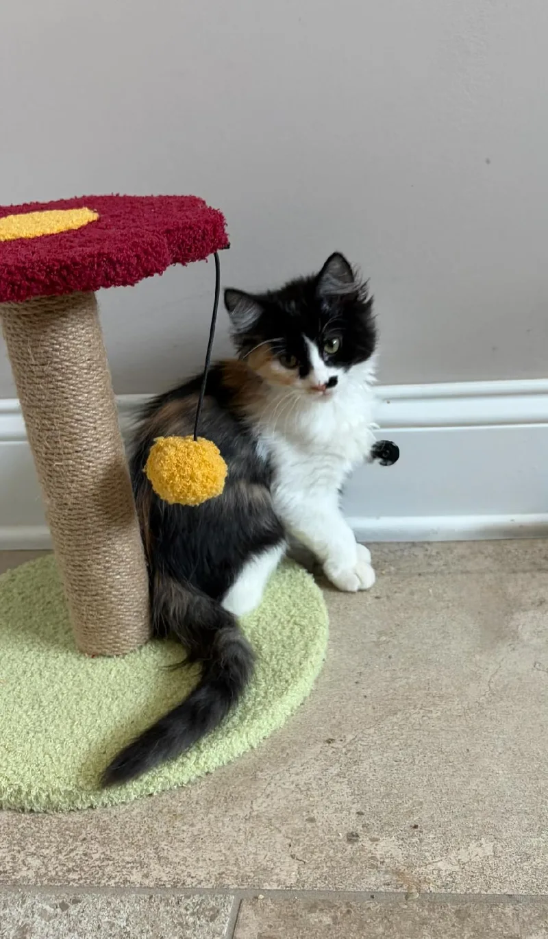 A baby medium-sized female Calico Domestic Long Hair cat named Artemis for adoption in Mokena, IL