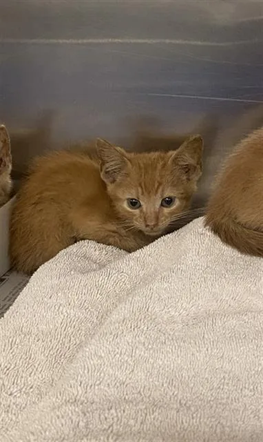 A baby medium-sized male Domestic Short Hair cat named North for adoption in Dallas, TX