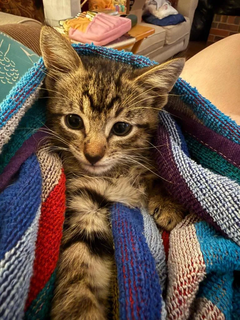 A baby small-sized male Domestic Short Hair cat named Chai for adoption in Lewisville, TX