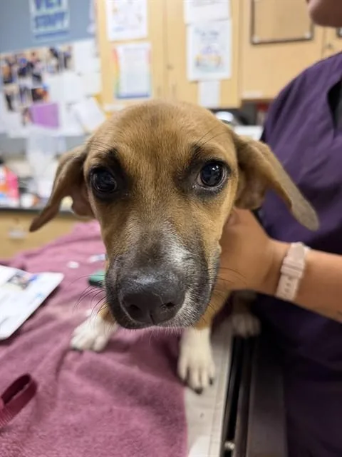 A baby small-sized female Terrier dog named Daisy for adoption in Riverside, CA