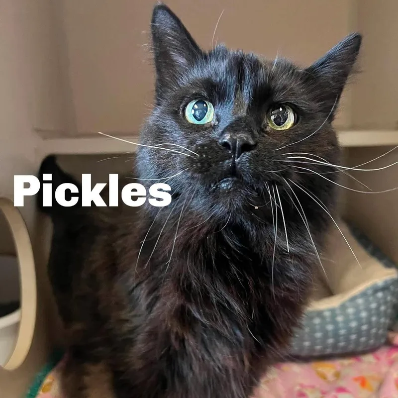 A senior small-sized male Black Domestic Long Hair cat named Pickles for adoption in Escanaba, MI