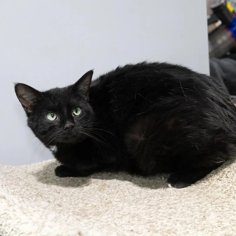 An adult medium-sized female Black Domestic Short Hair cat named Eira for adoption in McKean, PA