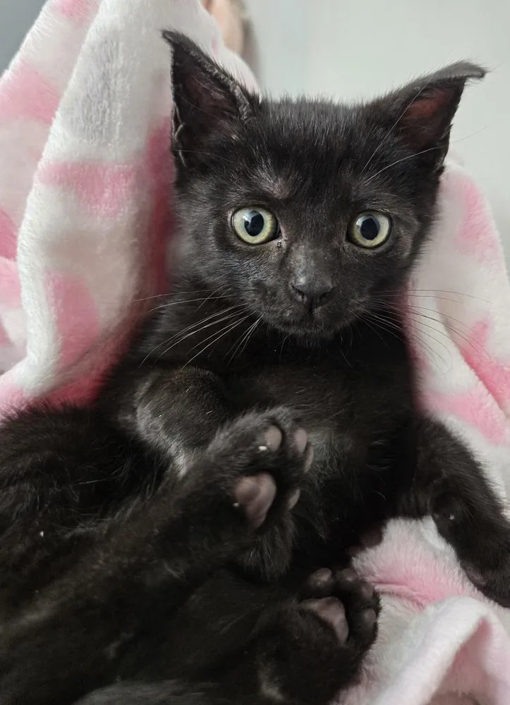 A baby small-sized female Black Domestic Short Hair cat named Nori for adoption in Fremont, CA