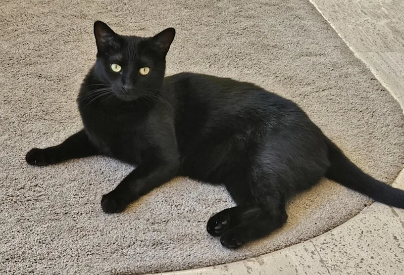 An adult medium-sized female Black Domestic Short Hair cat named Gwynnie for adoption in Amherst, MA