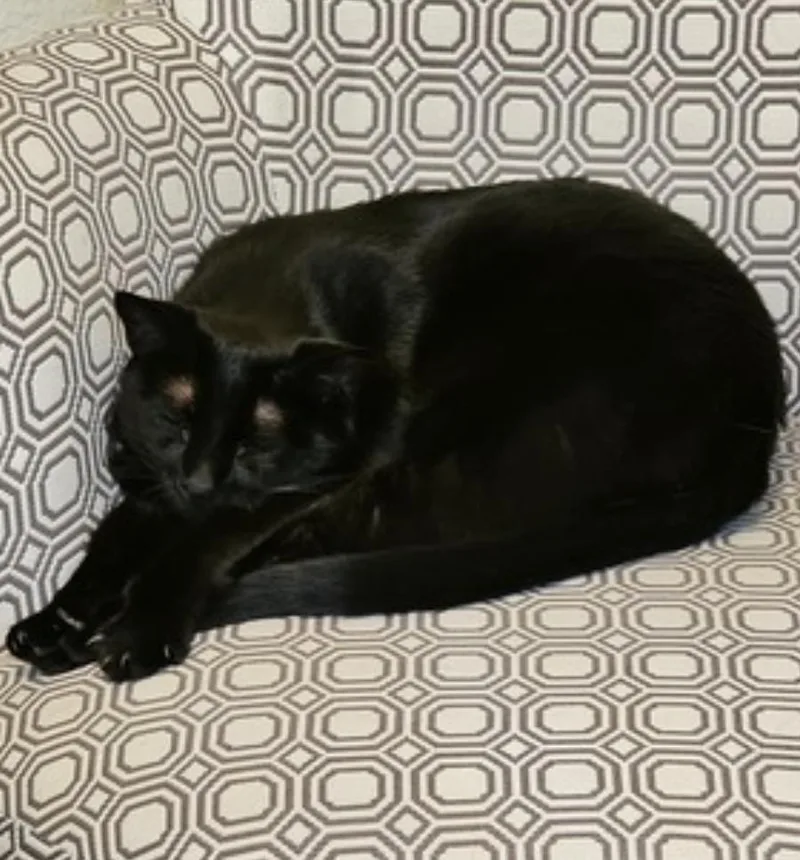 Gwynnie thumbnail 3