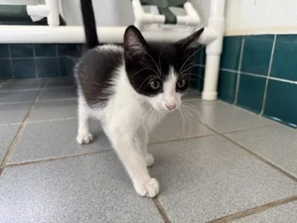 A baby small-sized male Domestic Short Hair cat named Breezy for adoption in Honolulu, HI