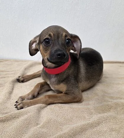 A young small-sized male Chihuahua dog named Teppanyaki for adoption in Phoenix, AZ