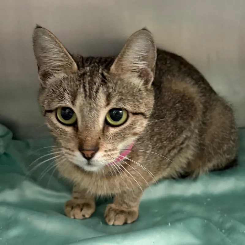 An adult medium-sized female Brown / Chocolate Domestic Short Hair cat named Halo for adoption in Lakeland, FL