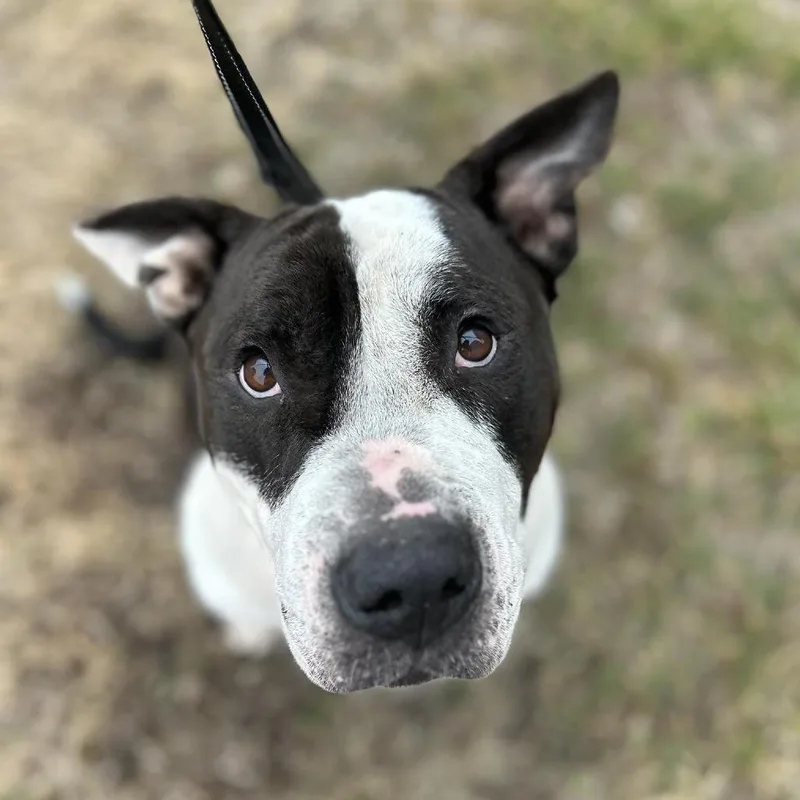 Bubble Blower thumbnail 2