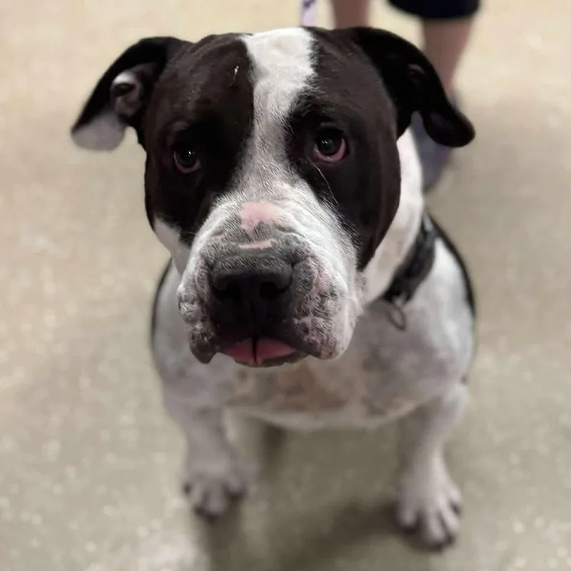 Bubble Blower thumbnail 3