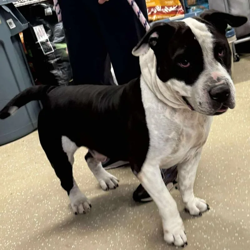 Bubble Blower thumbnail 4