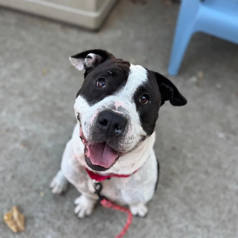 Bubble Blower thumbnail 5