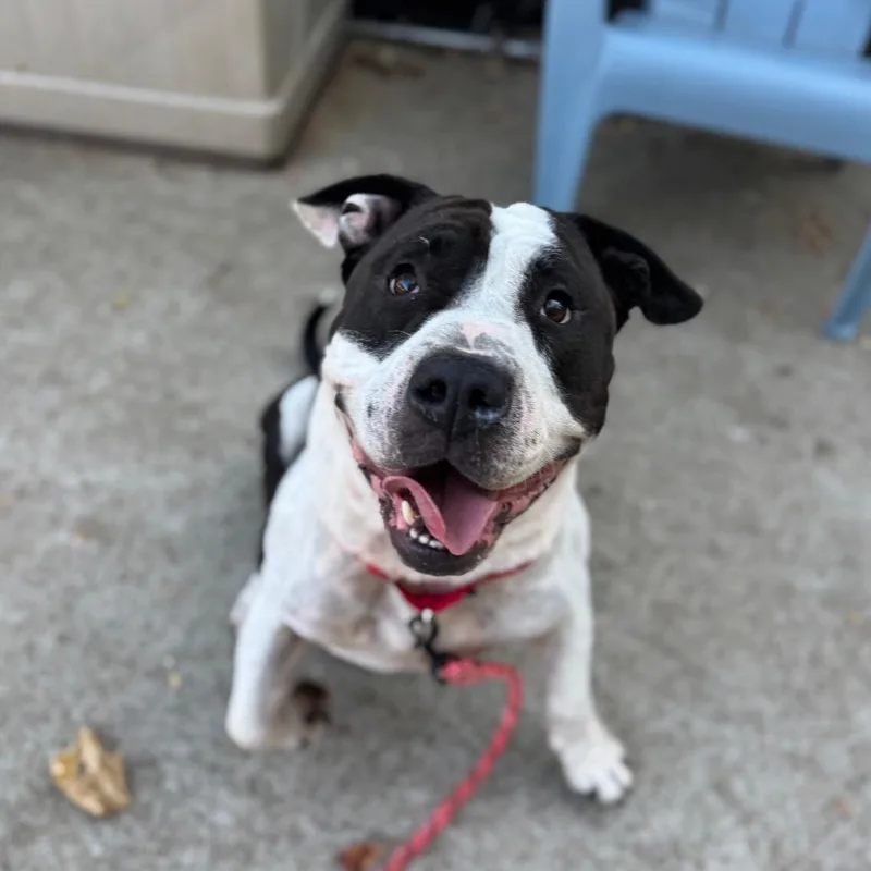 Bubble Blower thumbnail 6