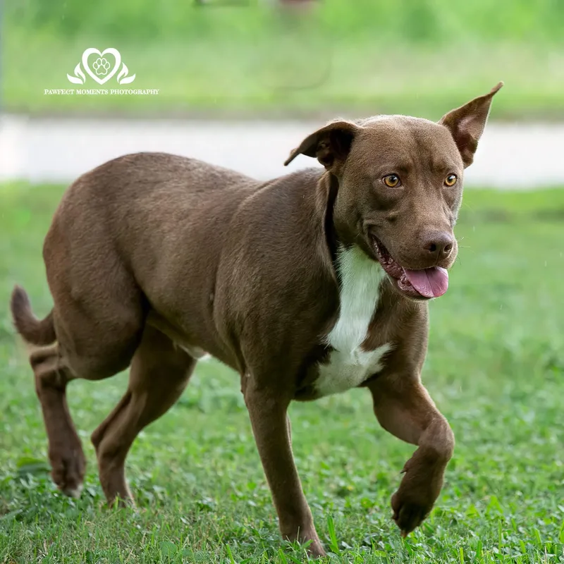 A young medium-sized male Brown / Chocolate Labrador Retriever dog named Tank for adoption in Tomball, TX