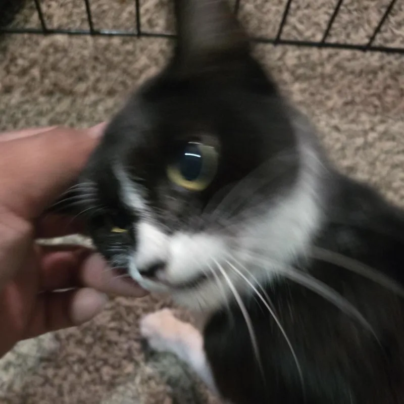 An adult medium-sized female Black & White / Tuxedo Domestic Short Hair cat named Milk Dud for adoption in Liverpool, TX