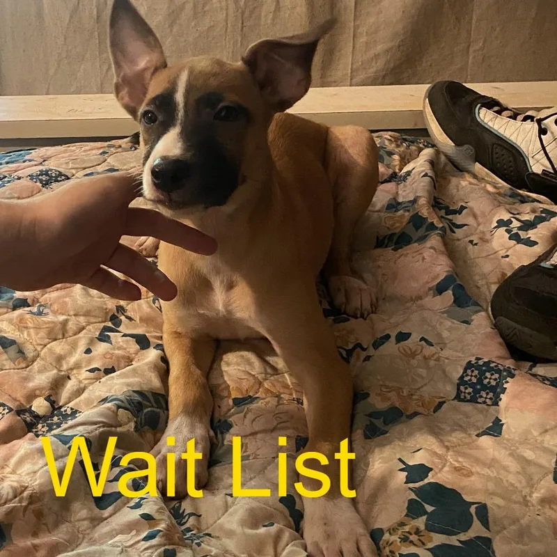A baby large-sized female Apricot / Beige Belgian Shepherd / Malinois dog named Spot for adoption in Livingston, TX