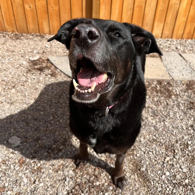 A senior large-sized female Black Mixed Breed dog named Daisy for adoption in Fairport, NY