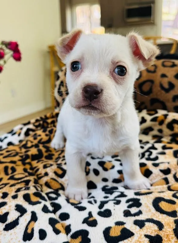 A young small-sized female White / Cream Chihuahua dog named Pansy for adoption in Valley Village, CA