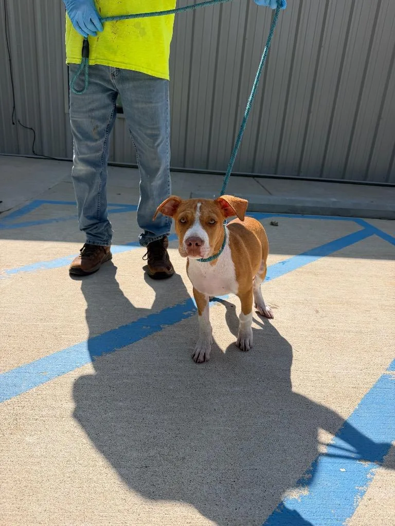 A baby small-sized female Mixed Breed dog named Gidget for adoption in Lawrenceburg, TN