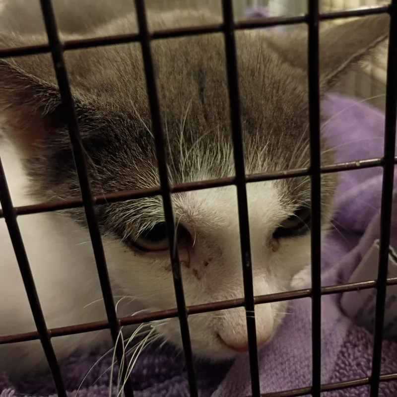 A baby small-sized male Domestic Short Hair cat named Rico for adoption in Chicago, IL
