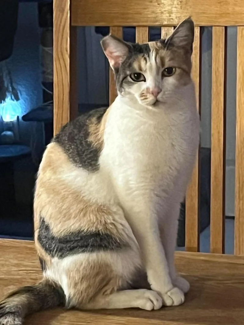 A young medium-sized female Gray & White Domestic Short Hair cat named Mary for adoption in Las Vegas, NV