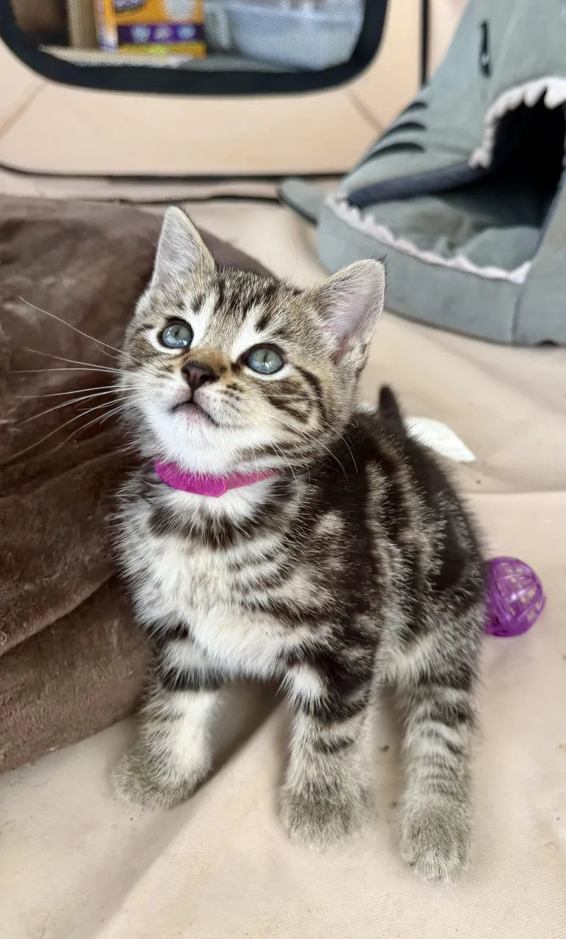 A baby medium-sized female Tabby (Gray / Blue / Silver) Tabby cat named Fern for adoption in Independence, OH