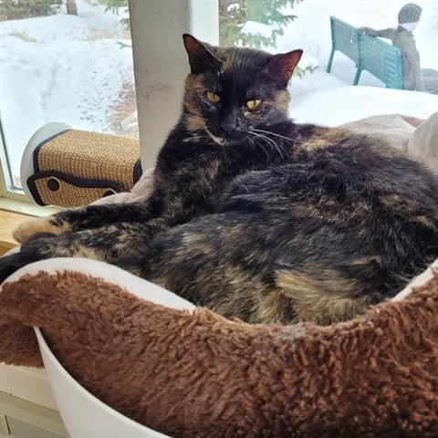 An adult medium-sized female Domestic Short Hair cat named Karma for adoption in Frisco, CO