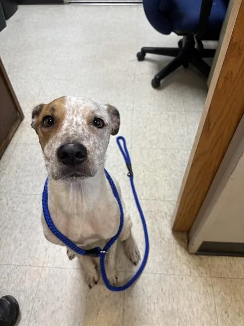 A young medium-sized male Australian Cattle Dog / Blue Heeler dog named Arturo A for adoption in Plano, TX