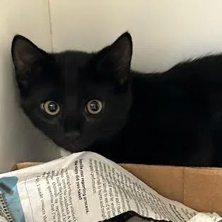 A baby small-sized male Domestic Short Hair cat named Echo for adoption in Jeffersonville, IN