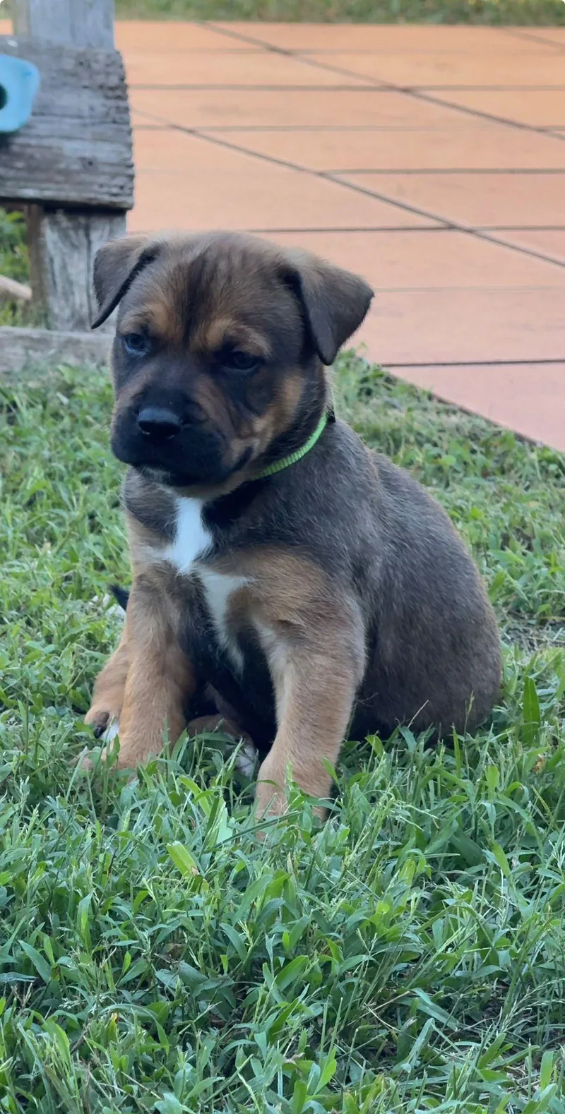 Scout