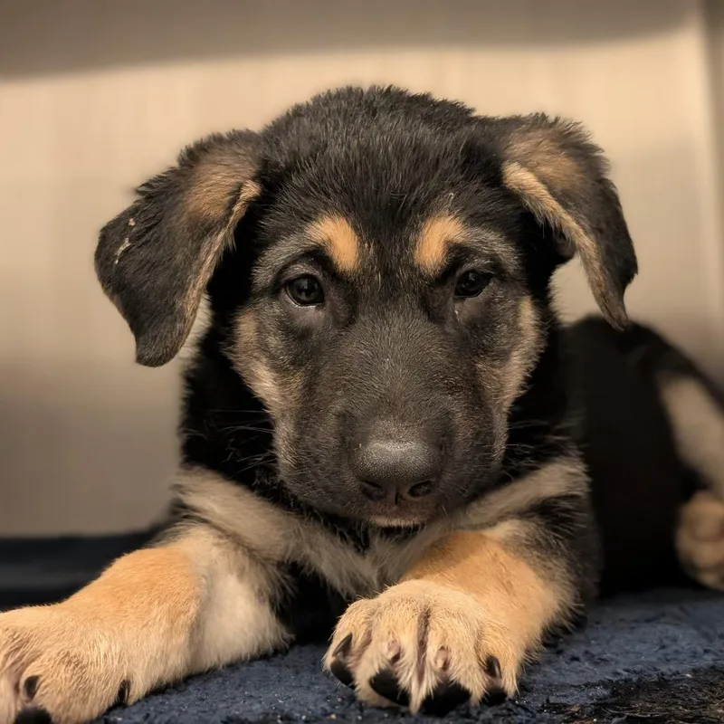 A baby small-sized male German Shepherd Dog dog named Acorn for adoption in Asheville, NC
