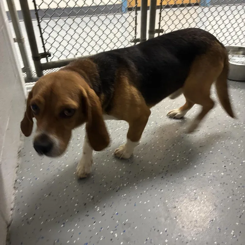 An adult medium-sized male Brown / Chocolate Beagle dog named Paul McCartney for adoption in Danville, KY