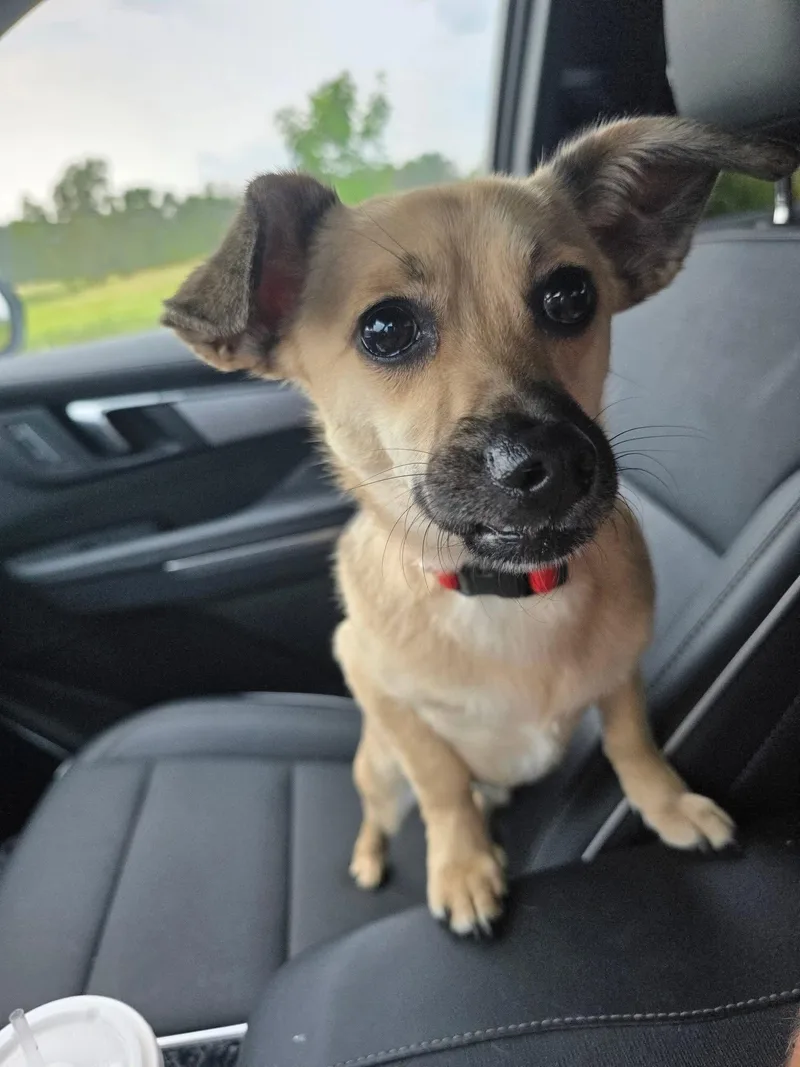 Scout
