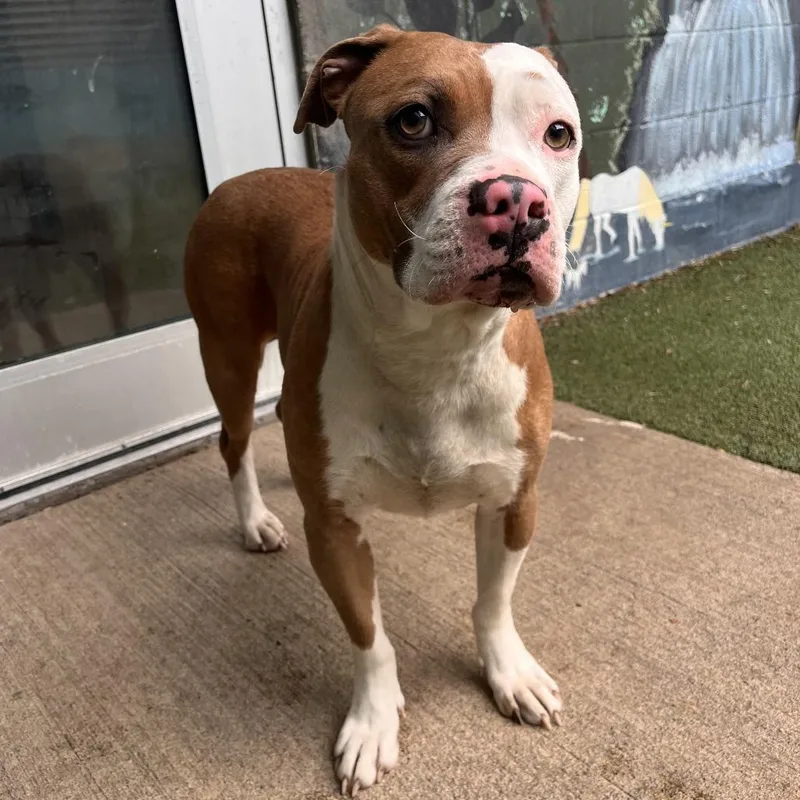 An adult large-sized female Yellow / Tan / Blond / Fawn Mixed Breed dog named Hanna for adoption in Fairport, NY