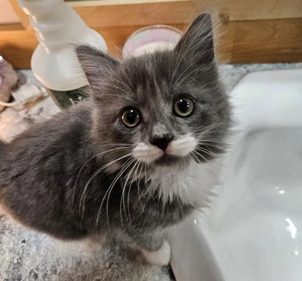 A baby small-sized male Domestic Short Hair cat named Laffy Taffy for adoption in Vancouver, WA