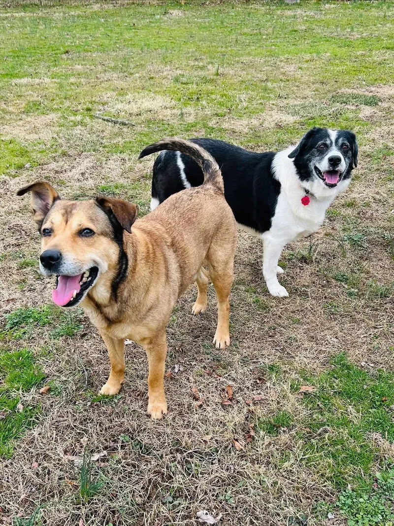 Koda And Niko