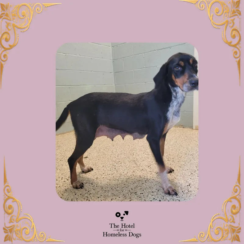 An adult medium-sized female Bluetick Coonhound dog named Dolly for adoption in Cumberland, RI