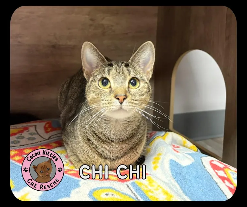 A young medium-sized female Domestic Short Hair cat named Chi Chi for adoption in Hershey, PA