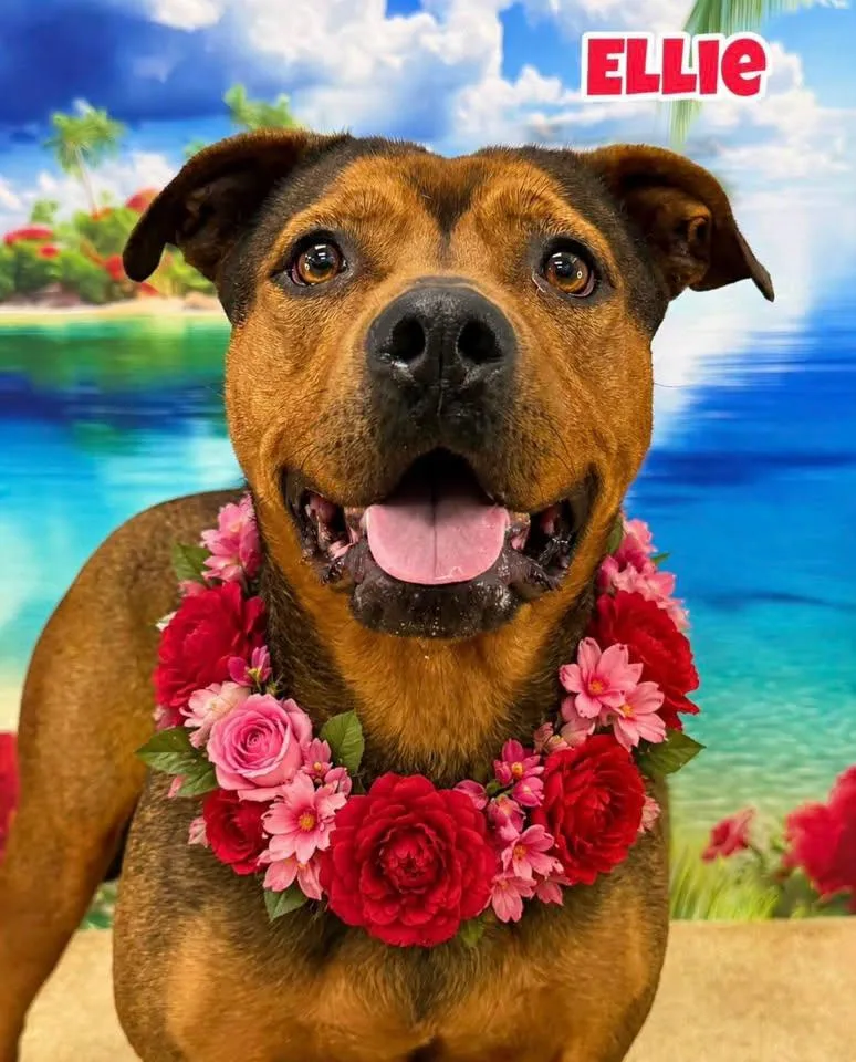 An adult large-sized female Bicolor Mixed Breed dog named Ellie for adoption in Flint, MI