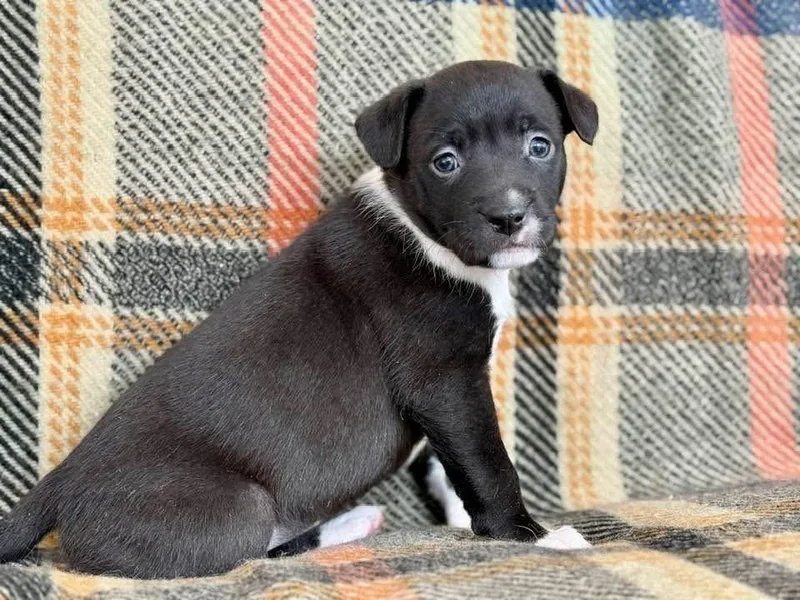 Clover  Spring Litter